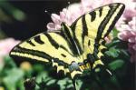 S�dlicher Schwalbenschwanz ; papilio
                        alexanor