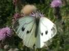 Grosser Kohlweissling Weibchen ; pieris
                        brassicae