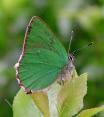 Brombeer-Zipfelfalter , Gr�ner Zipfelfalter
                        Unterseite ; callophrys rubi , callophrys
                        affinis