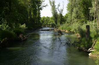 Fliesswasser-Aue der Aare bei
                Lauffohr, zwischen zwei Atomkraftwerken; Kanton Aargau,
                Schweiz