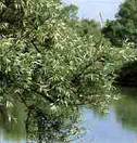 Silberweide am Wasser