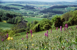 Kalkmagerrasen mit Orchideen