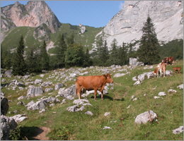 Kalkschotter auf der Sulzkaralm,
            �sterreich