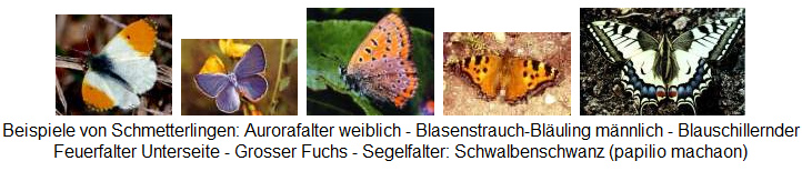 Schmetterlingstabelle Beispiele