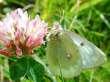 Schmetterlinge:
                                    Alpengelbling an Rotklee