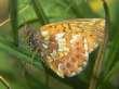 Schmetterlinge: Perlmuttfalter:
                                    Hochmoor-Perlmuttfalter, Unterseite
