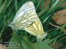 Schmetterlinge:
                                    Leguminosenweisslinge: Rapsweissling
                                    Unterseite