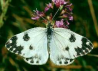 Schmetterlinge:
                                    Leguminosenweisslinge:
                                    Resedaweissling