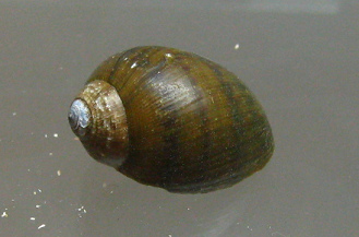 Chilina llanquihuensis,
                                Nahaufnahme