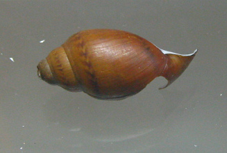 Chilina gibbosa, Nahaufnahme