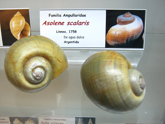 Asolene
scalaris Asolene scalaris