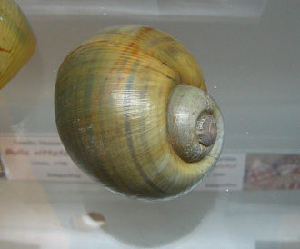 Asolene scalaris, Nahaufnahme Asolene scalaris, Nahaufnahme