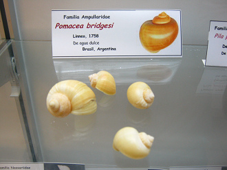 Pomacea
bridgesi Pomacea bridgesi
