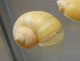 Pomacea bridgesi, Nahaufnahme Pomacea bridgesi, Nahaufnahme