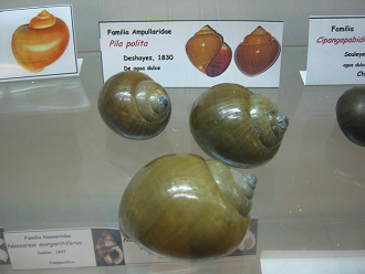 Pila polita, vista
total Pila polita, vista total