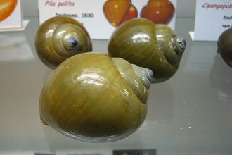 Pila polita,
Nahaufnahme Pila polita, Nahaufnahme