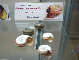 Marisa conrnuarietis Marisa conrnuarietis