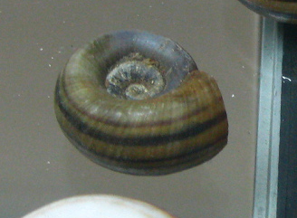 Marisa
conrnuarietis, Nahaufnahme 01 Marisa conrnuarietis,
Nahaufnahme 01