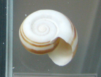 Marisa
conrnuarietis, Nahaufnahme 02 Marisa conrnuarietis,
Nahaufnahme 02