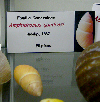 Amphidromus quadrasi, placa