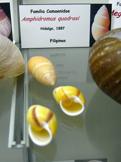 Amphidromus quadrasi, vista total