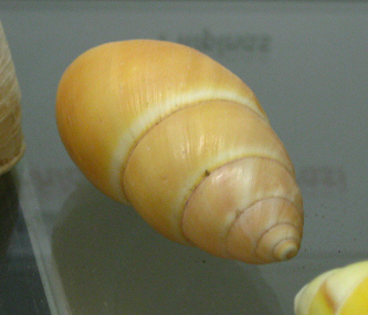 Amphidromus quadrasi, Nahaufnahme 02
