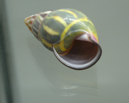 Amphidromus cuadrasi palawanenesis,
                              Nahaufnahme