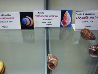 Amphidromus quadrasi everetti