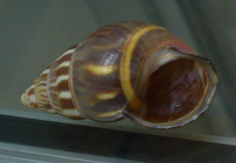 Amphidromus quadrasi everetti,
                              Nahaufnahme