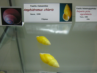 Amphidromus chloris