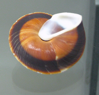 Caracoles rostratusm, Nahaufnahme 03