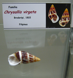 Chrysallis virgata