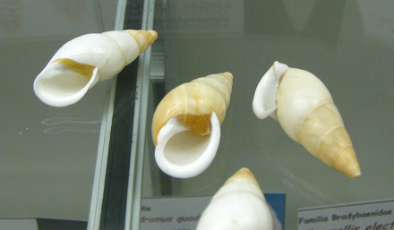 Chrysallis virgata, Nahaufnahme 01,
                              Gruppenfoto