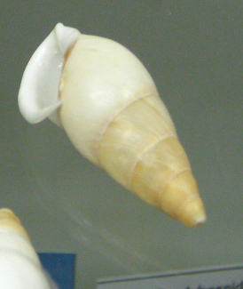 Chrysallis virgata,
                                      Nahaufnahme 02
