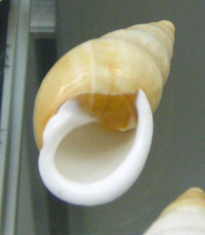 Chrysallis virgata,
                                      Nahaufnahme 04