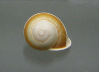 Calocochlia zonifera circe,
                              Nahaufnahme
