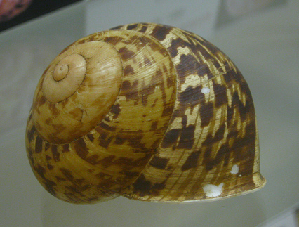 Calocochlia harfordi, Nahaufnahme