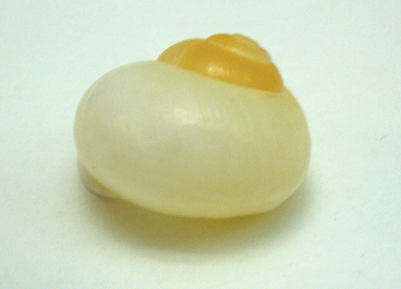 Calocochlia pulcherrima, Nahaufnahme