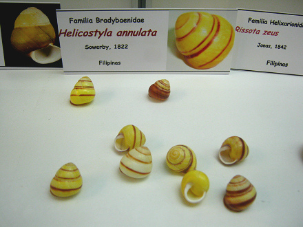 Helicostyla annulata