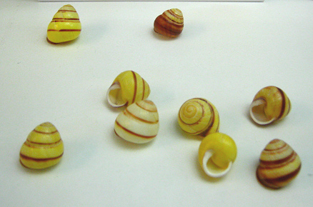 Helicostyla annulata, Nahaufnahme 01,
                              grupo