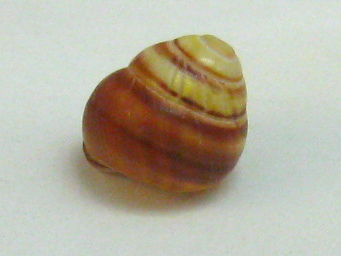 Helicostyla annulata, Nahaufnahme 03