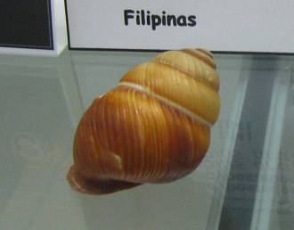 Phoenicobius aratus, Nahaufnahme