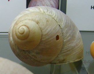 Megalobulimus sp, Nahaufnahme