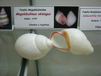 Megalobulimus oblongus