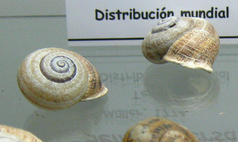 Helix aspersa, Nahaufnahme 02, grupo