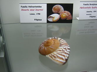 Rissota seuz bournsi