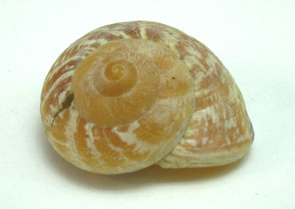 Rissota zeus, Nahaufnahme