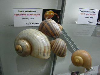 Ampullaria canaliculata