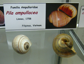 Pila ampullacea