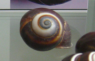 Asperitas sp, Nahaufnahme 01